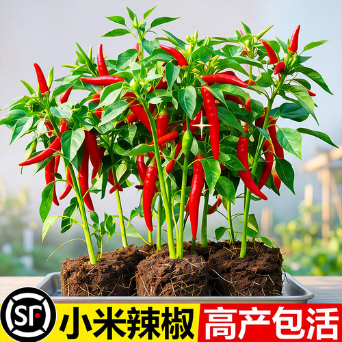 小米辣椒苗秧苗朝天椒樟树港