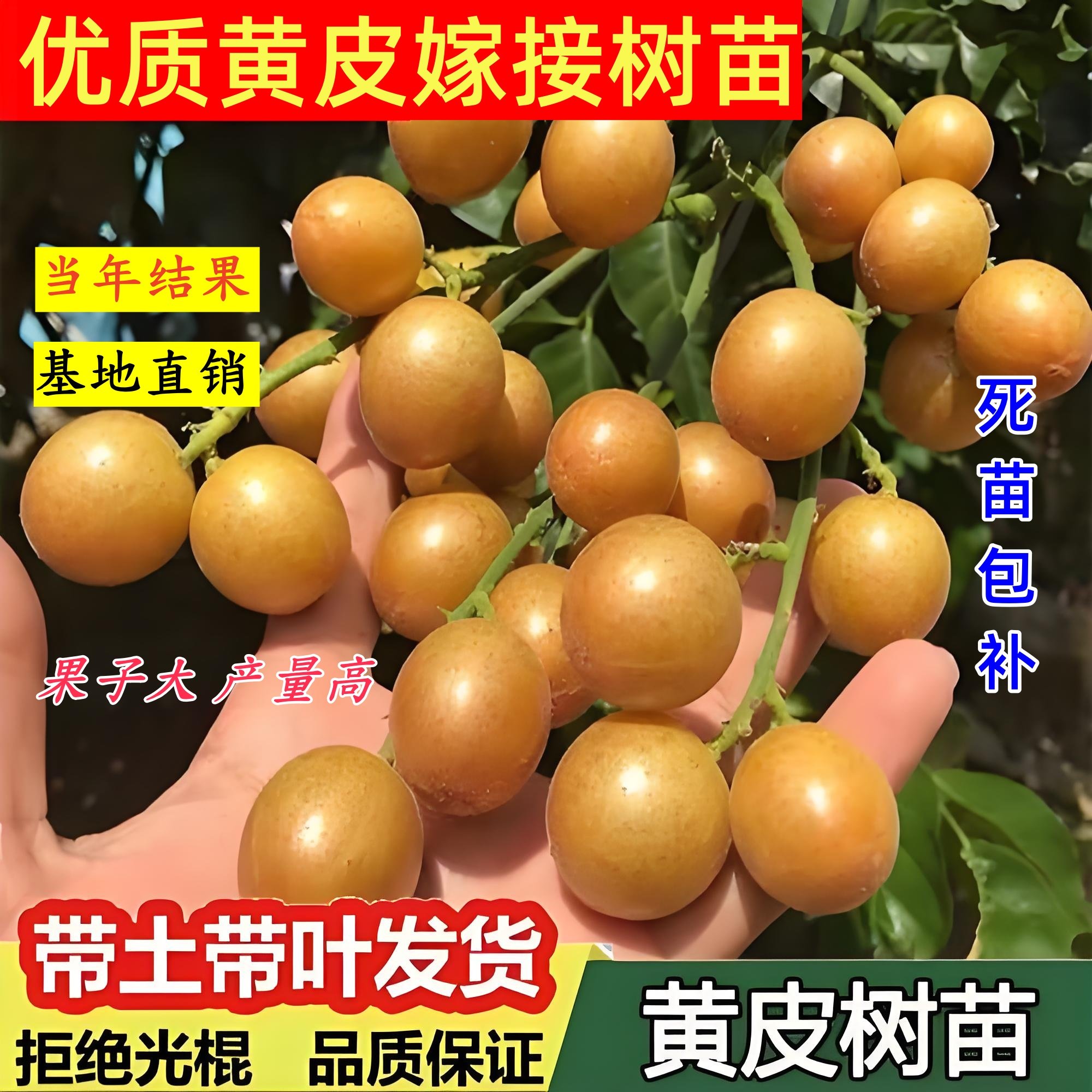 广西鸡心黄皮果树果苗纯甜正宗大苗带土带叶种植南方盆栽庭院地栽