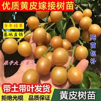 广西鸡心黄皮果树果苗纯甜正宗大苗带土带叶种植南方盆栽庭院地栽