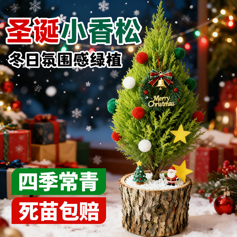 圣诞树小香松客厅桌面室内家庭小型高级感好养不怕冻盆栽桌摆装饰