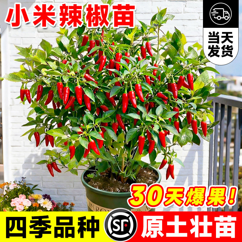 小米辣椒苗秧苗朝天椒樟树港图片