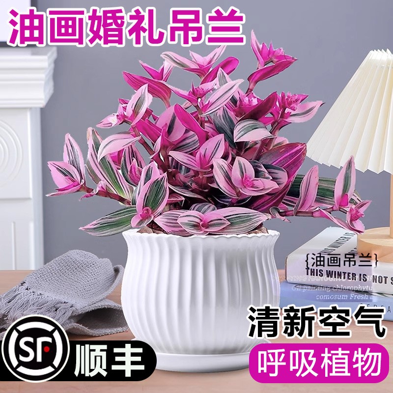 油画婚礼吊兰大苗盆栽室内图片