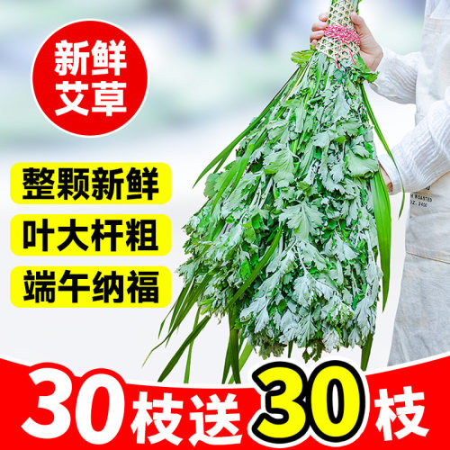 新鲜艾草端午节挂门窗熏屋驱蚊整颗带杆艾叶草长棵艾草整把艾草叶