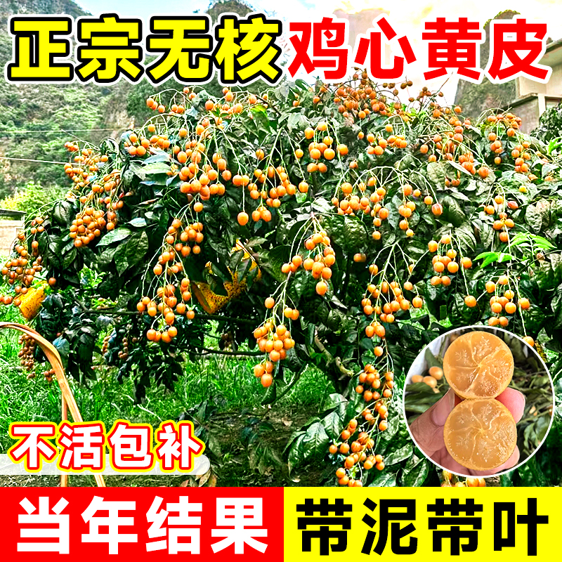 广西鸡心黄皮果树果苗纯甜正宗大苗带土带叶种植南方盆栽庭院地栽