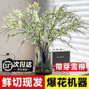 雪柳鲜枝干枝水养带花苞遇水开花超长花期高级水培插花植物鲜切枝