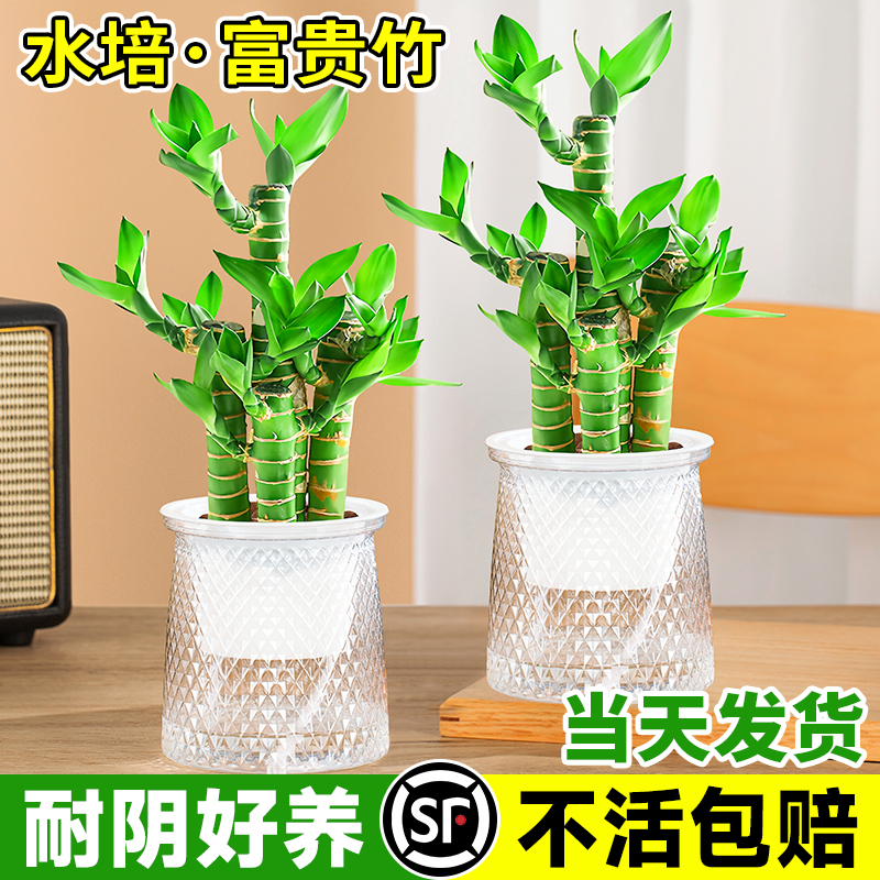 富贵竹盆栽水培荷花竹室内桌面
