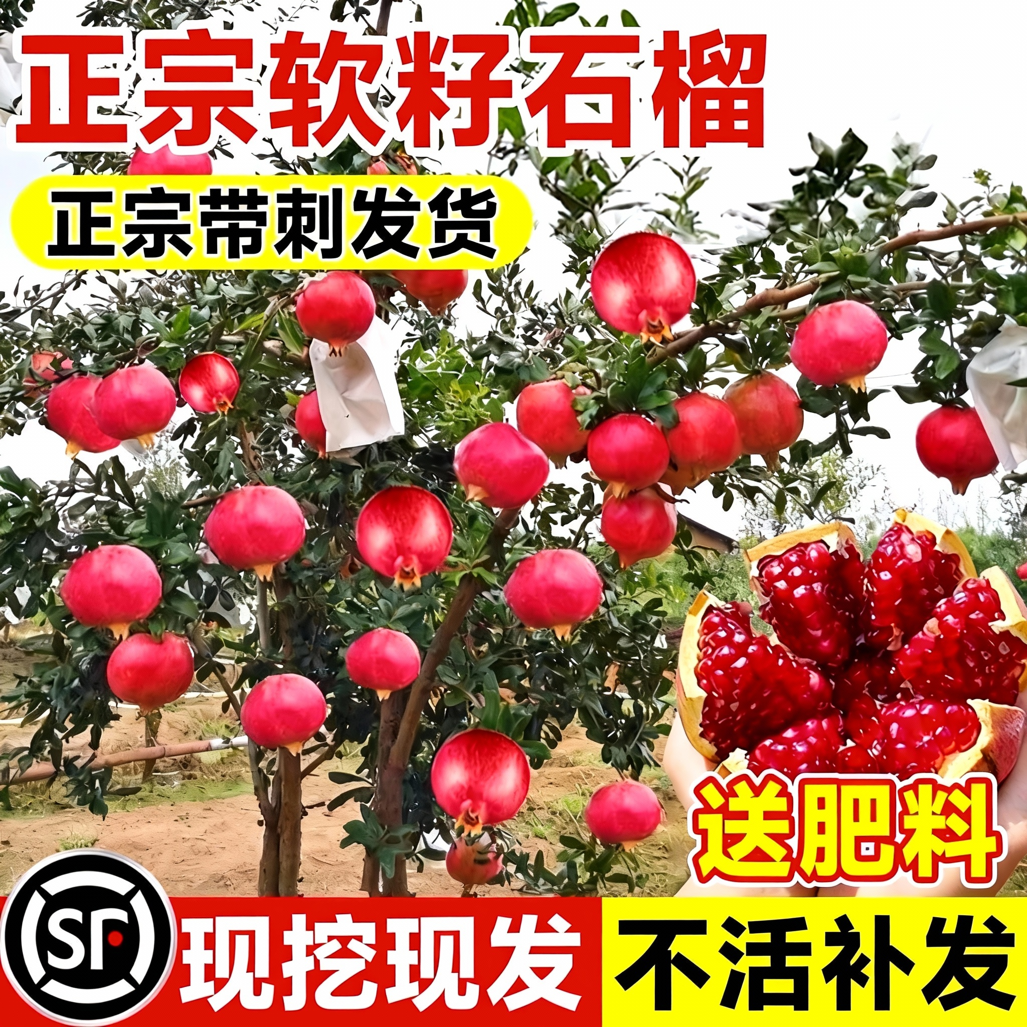 石榴树树苗突尼斯软籽无籽蒙阳红石榴盆栽庭院果树果苗特大号带土