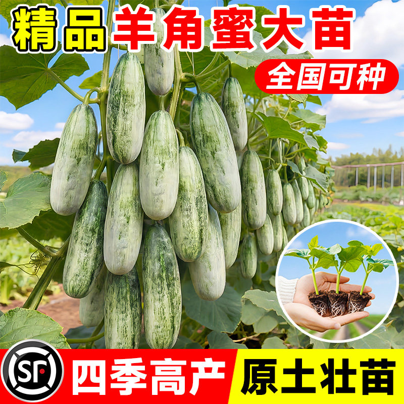 正品山东羊角蜜甜瓜苗香瓜苗绿宝石苗秧超甜带土高产早熟薄皮四季
