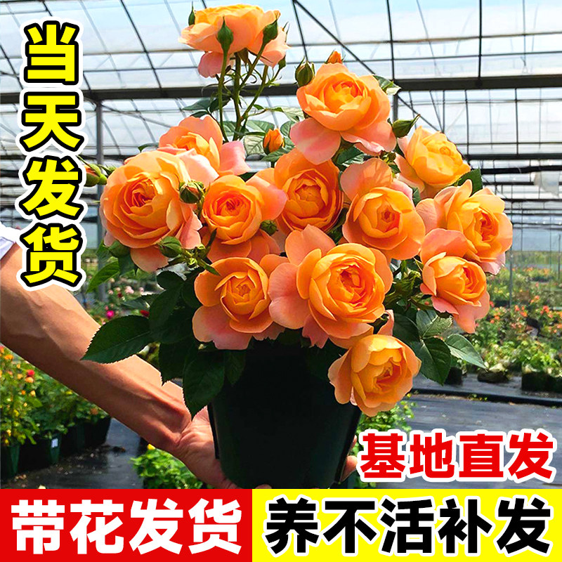 果汁阳台月季花苗四季花卉盆栽绿植物室内花易活玫瑰带花苞庭院,鲜花速递/花卉仿真/绿植园艺,月季/蔷薇/玫瑰,淘宝优惠券,粉丝福利购,淘宝优惠卷