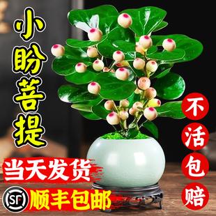 菩提树盆栽小盼菩提带果盆景室内办公室植物桌面摆件中式禅意绿植