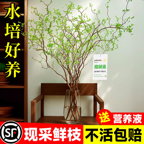 水培植物龙柳鲜枝切花养侘