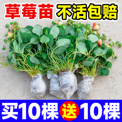 四季草莓苗奶油红颜秧大棚