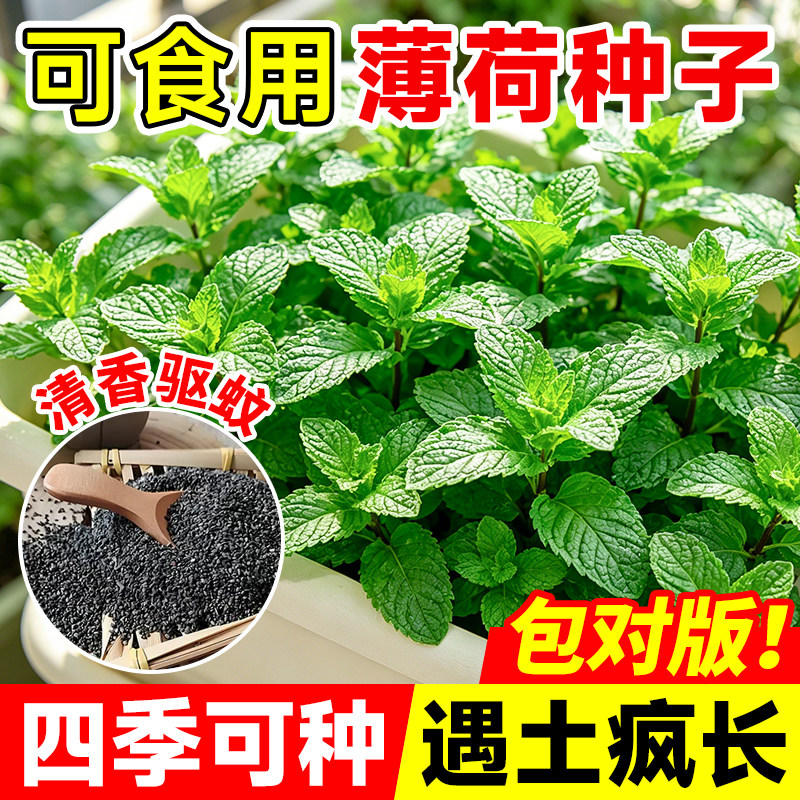 可食用薄荷种籽子盆栽猫薄荷种子阳台植物蔬菜种孑四季种植花种子