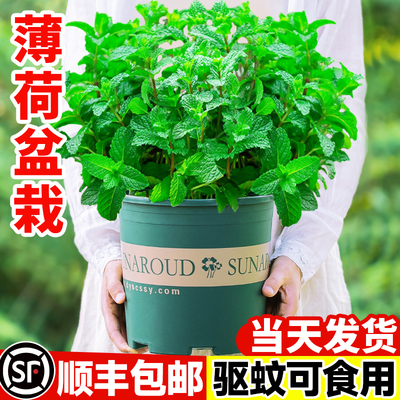 薄荷盆栽水培薄荷可食用迷迭香