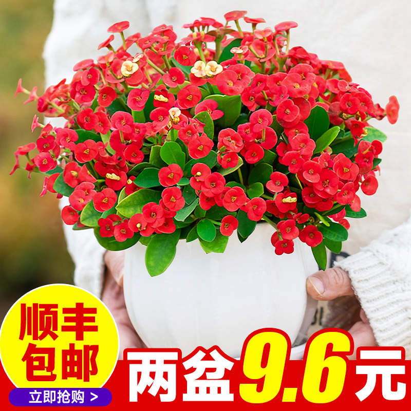 铁海棠盆栽花卉室内景绿植