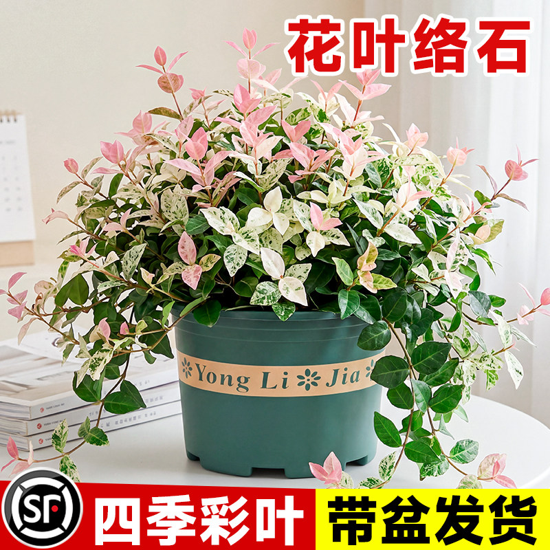 花叶络石盆栽阳台庭院好养植物图片