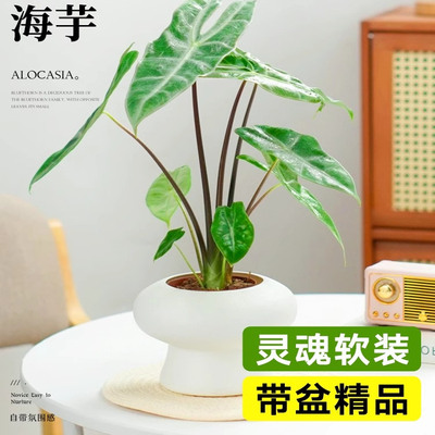 银脉剑叶海室内办公桌芋好养
