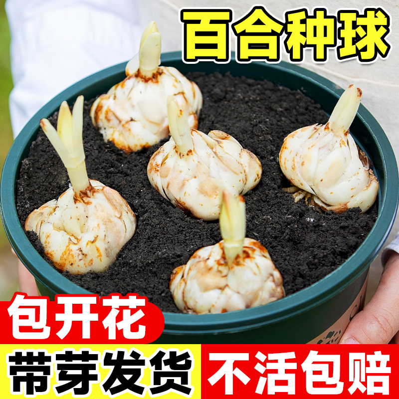 进口重瓣香水百合种球