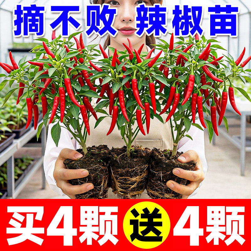 小米辣椒苗秧苗朝天椒樟树港图片