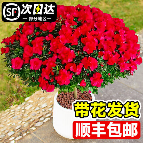 杜鹃花盆栽花卉植物室内四季阳台