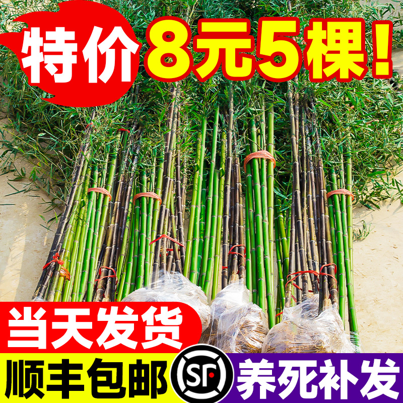 紫竹苗子好养带土耐寒庭院