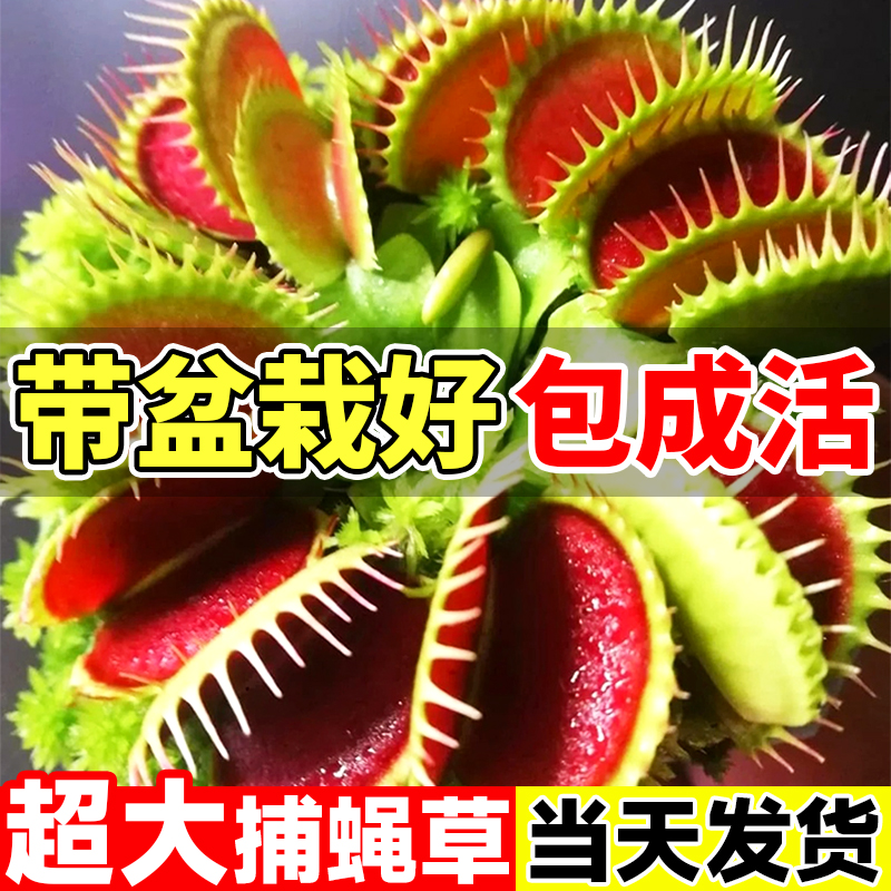 超大捕蝇草盆栽猪笼草苗