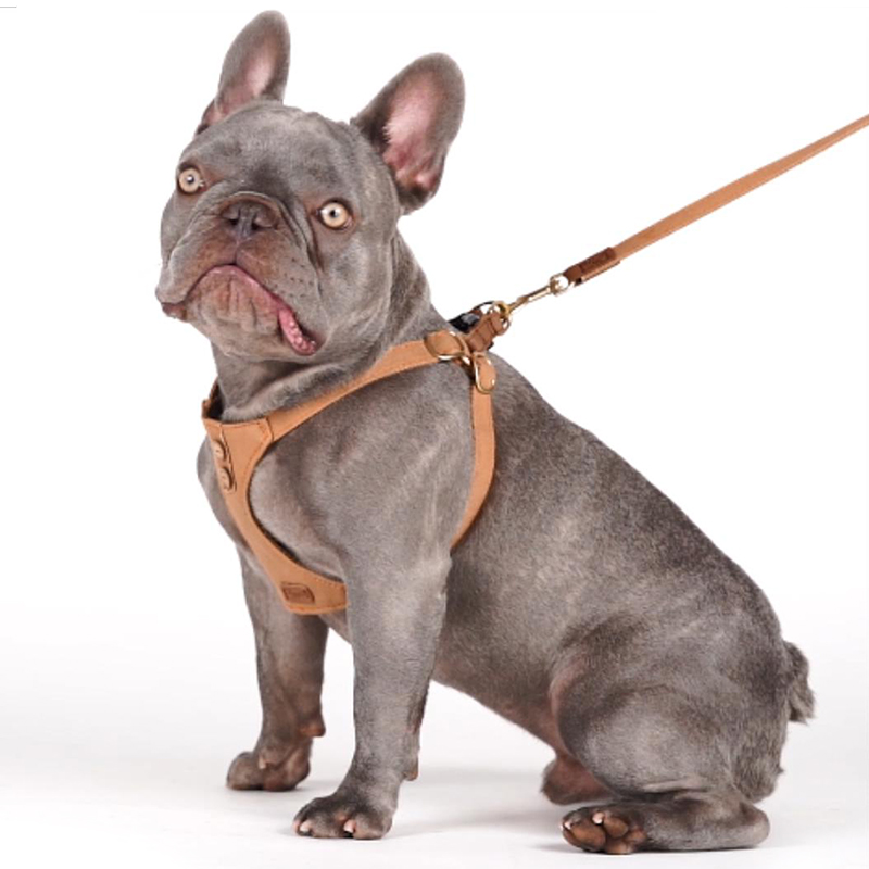 狗狗牵引绳颈圈基泰中型宠物背心