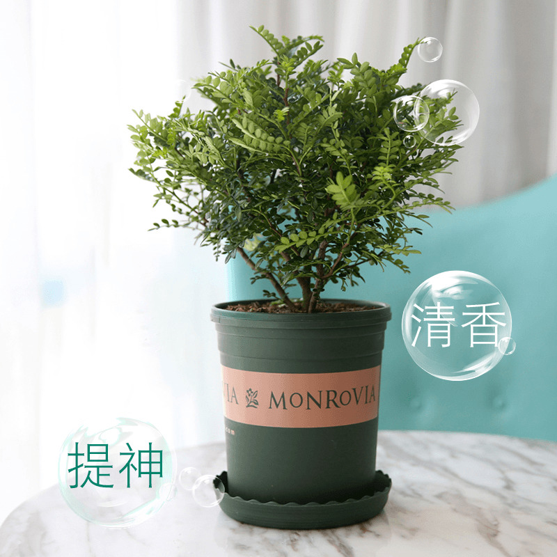 清香木盆栽木本植物室内驱蚊虫四季常青净化空气北欧