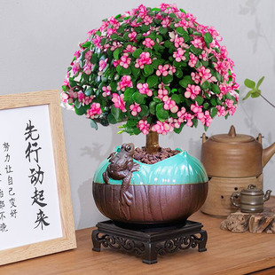 大老桩多肉植物金枝玉叶盆栽绿植室内办公室桌面好养粉色开 花盆