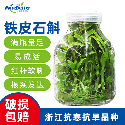 铁皮石斛组培瓶苗浙江品种易成活