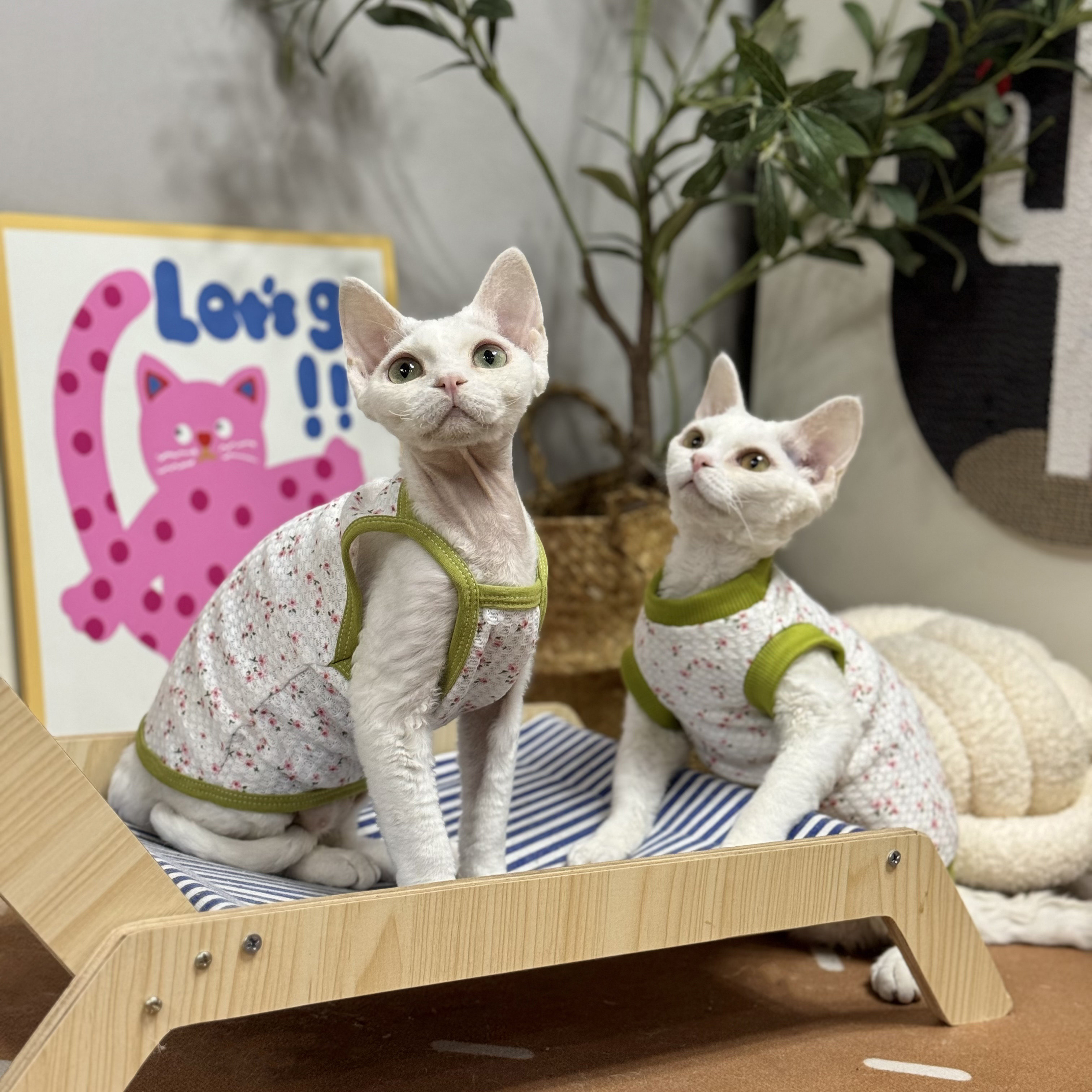无毛猫衣服夏季薄款矮脚吊带背心图片