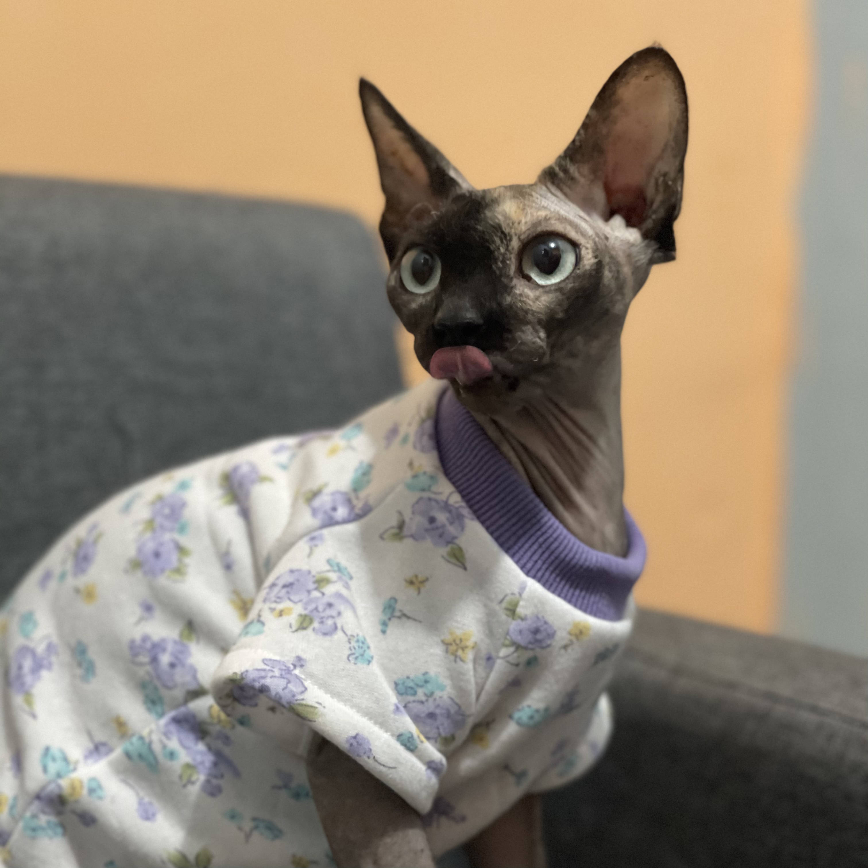 无毛猫衣服纯棉加绒德文斯芬克斯