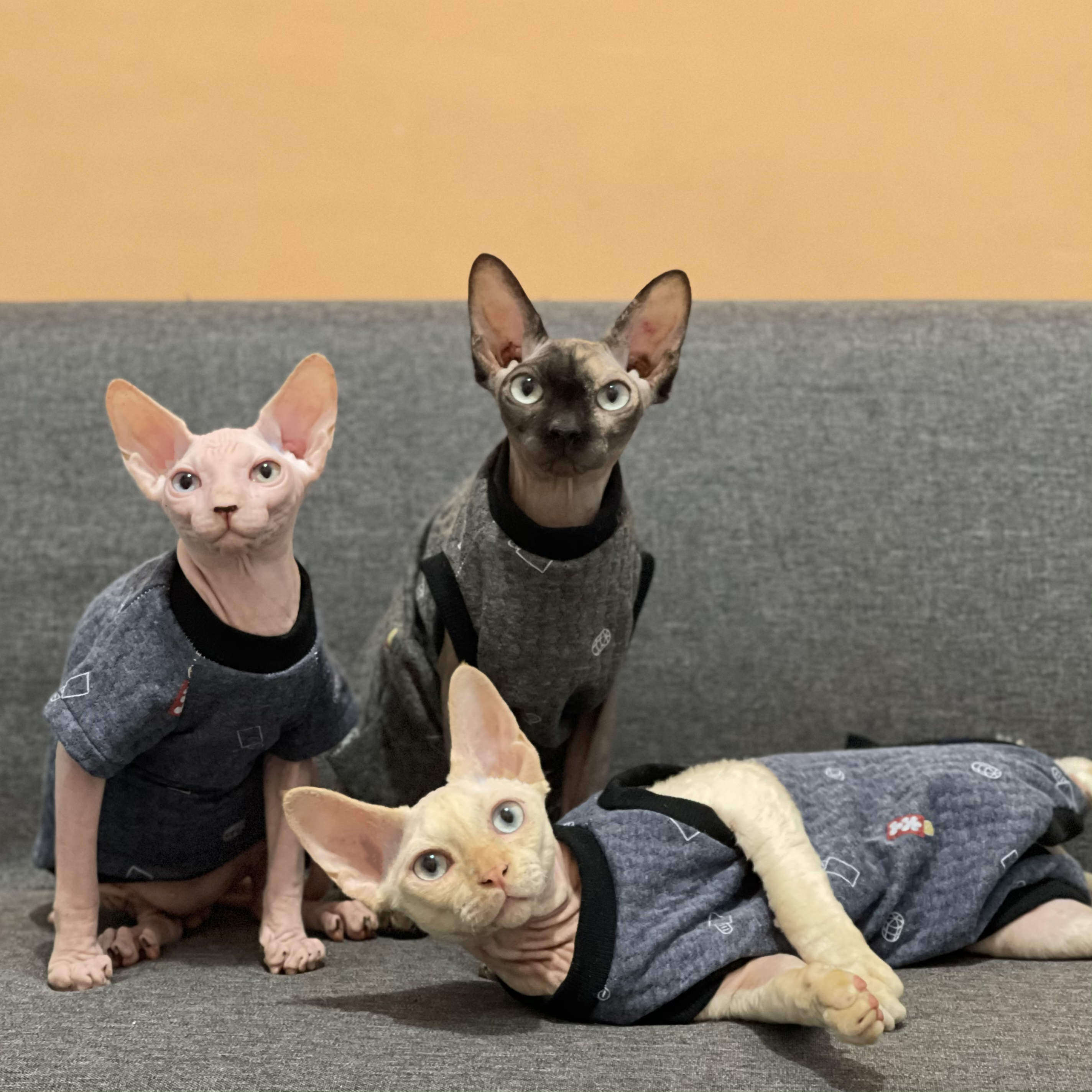无毛猫衣服厚秋冬纯棉保暖婴儿布料加厚德文比鲁斯斯芬克斯猫衣服