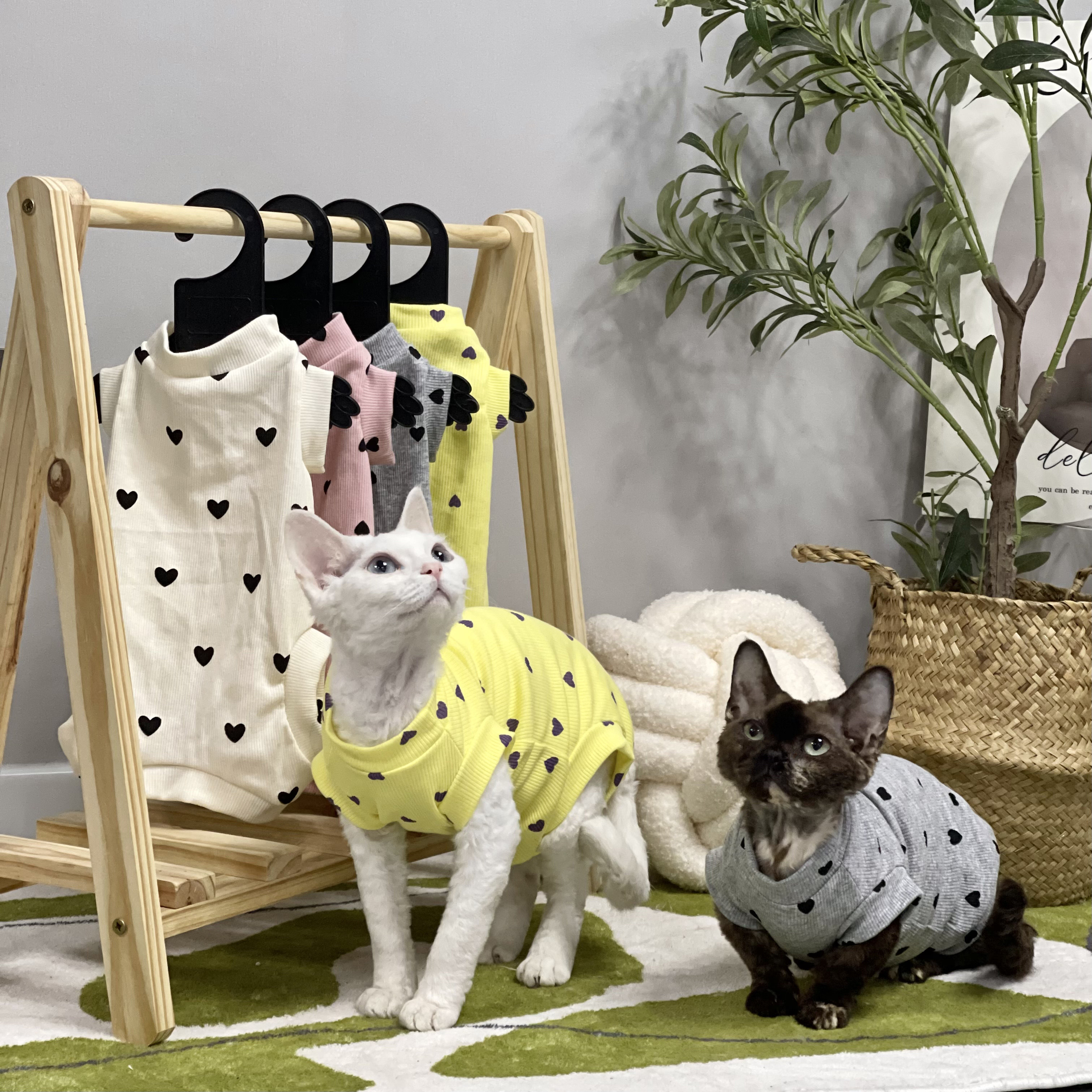 德文猫无毛猫衣服纯棉四脚矮脚图片