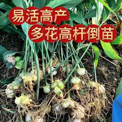 黔阳多花黄精老虎姜甜黄精块茎种苗倒苗良种中药材庭院盆栽种植苗