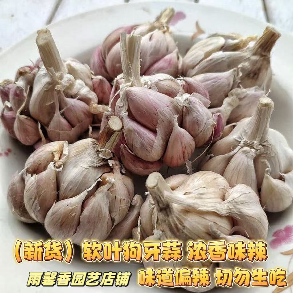 新货四川软叶狗牙蒜种种