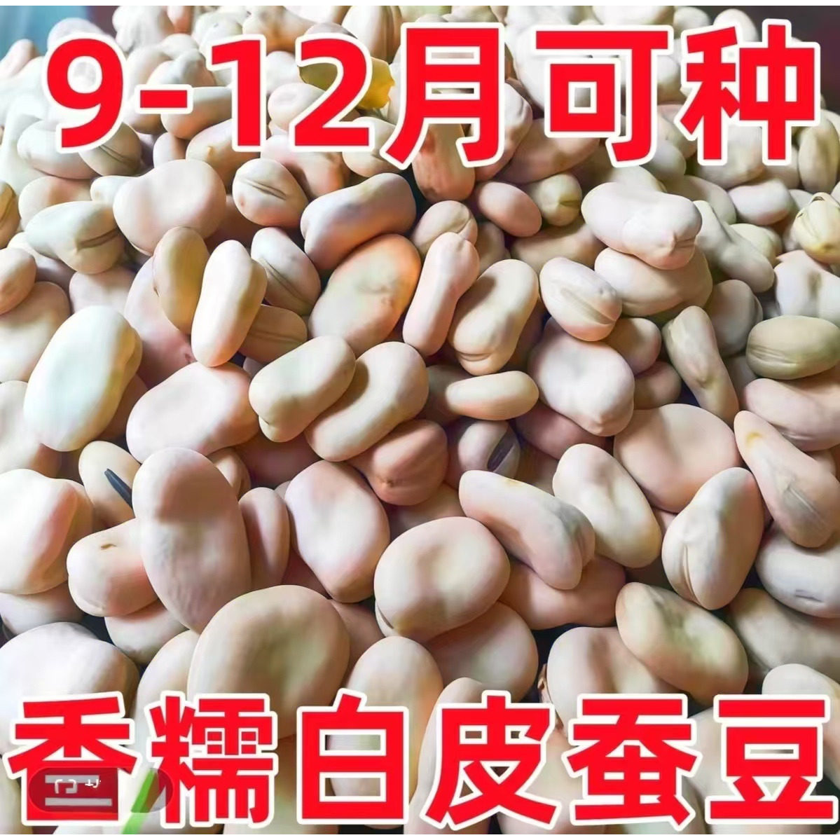 干蚕豆新货生胡豆云南特产农家白皮五谷杂粮胡豆蚕豆种大粒可发芽
