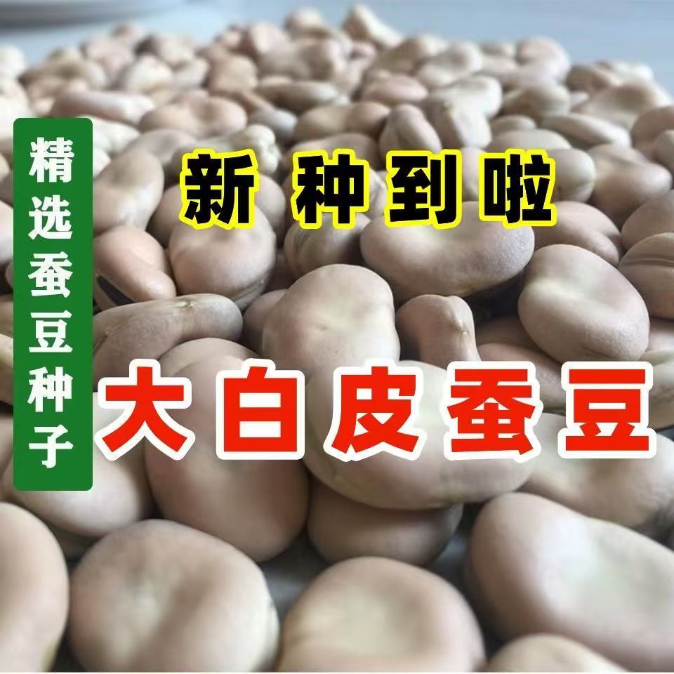 新种大粒白皮蚕豆种子白蚕豆大粒胡豆薄皮耐寒蔬菜种可发芽早熟