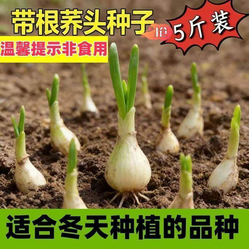 湖南特产藠头种新鲜现挖荞头茭头带根须教头叫头农家四季栽种菜种