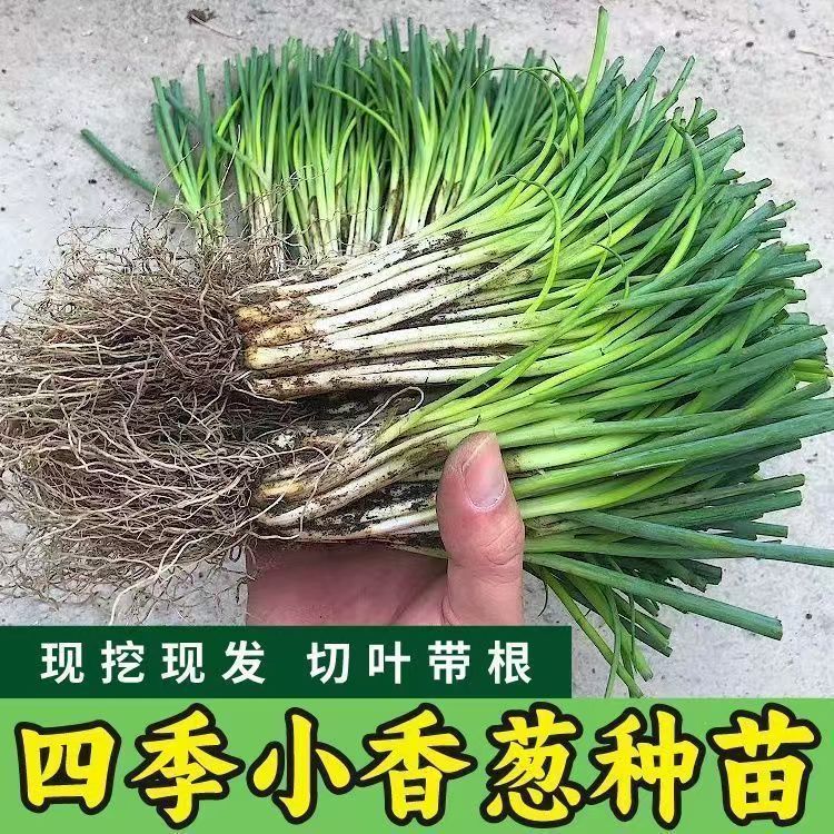四季香葱分葱苗阳台盆栽速发芽