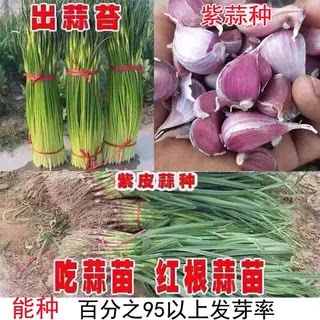 早熟蒜苔蒜种子蒜苗出蒜台四季紫皮大蒜川蒜红皮高产硬叶香味浓种