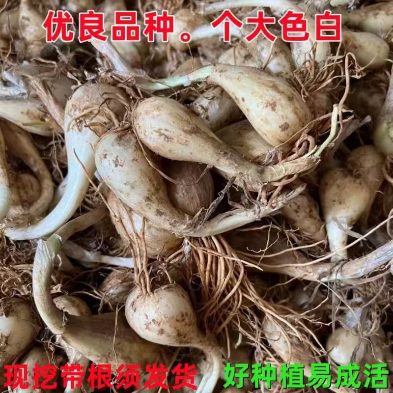 种子可种便宜实惠江西农家荞头带根带须新鲜现挖当季蔬菜种苗
