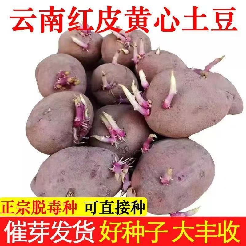 农家云南红皮黄心高种新鲜洋芋原种带芽马铃薯土豆种子种植