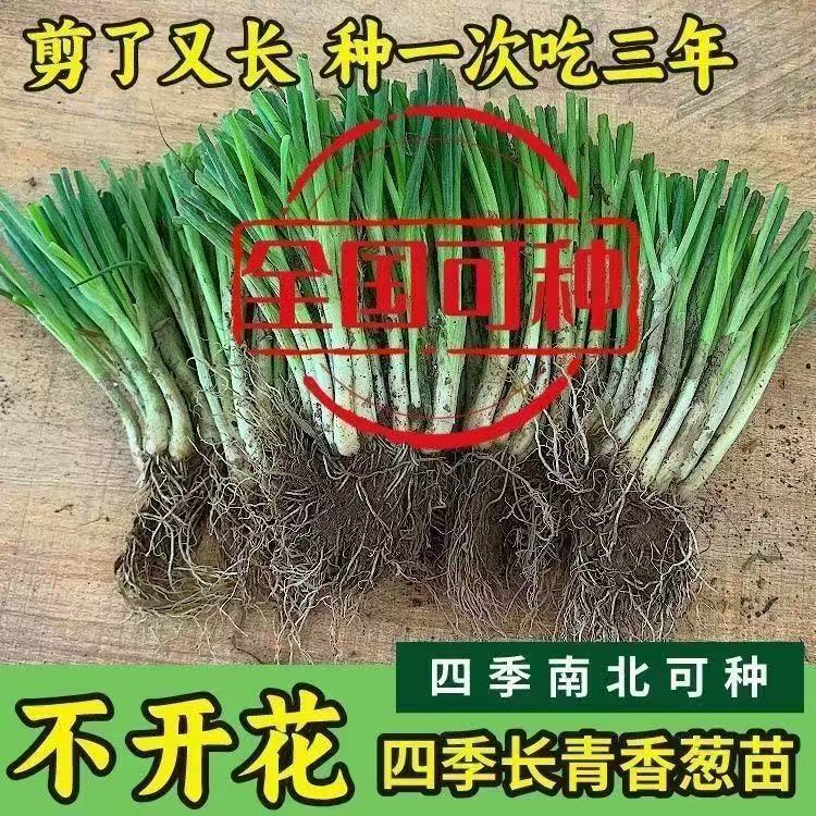 正宗四季小香葱种苗南北可种
