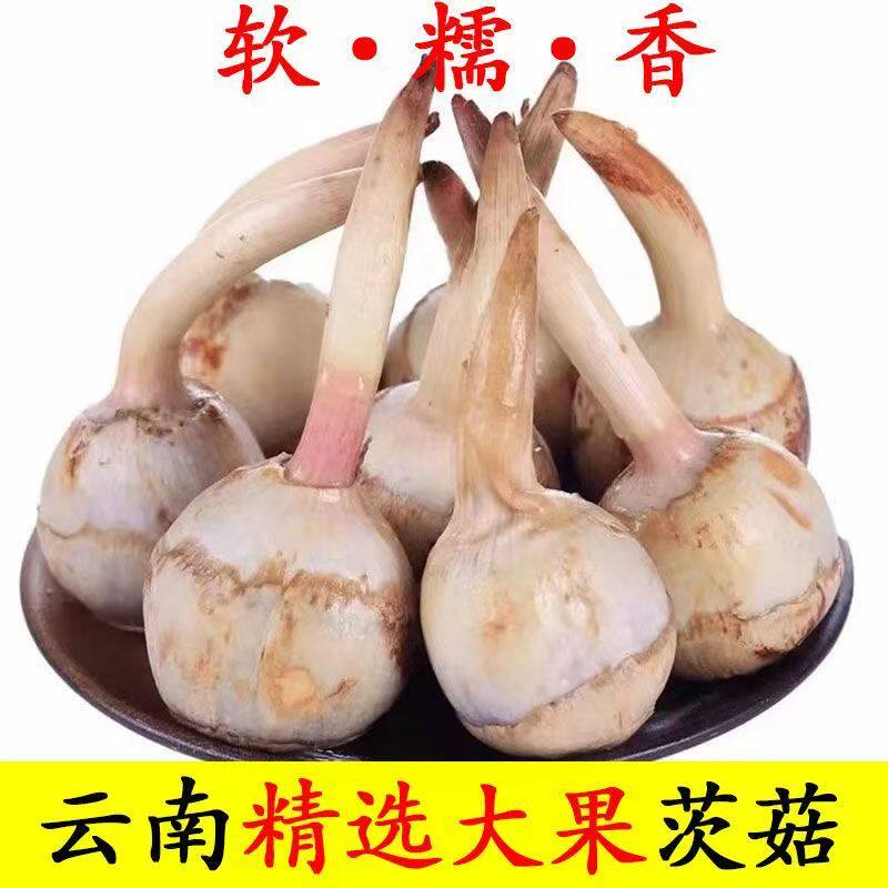 云南特产农家野地大茨菇新鲜整箱