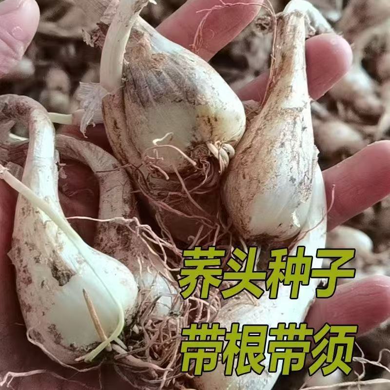 荞头茭头种子新鲜现挖藠头带根须教头叫头湖南农家四季栽种菜种