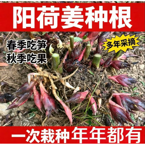 紫色阳荷姜根茎庭院普通田地山林栽培洋火洋荷新鲜根洋荷姜种根