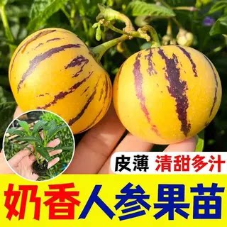 奶香人参果苗盆栽阳台高产南北方四季当年结果云南人生果苗带土球