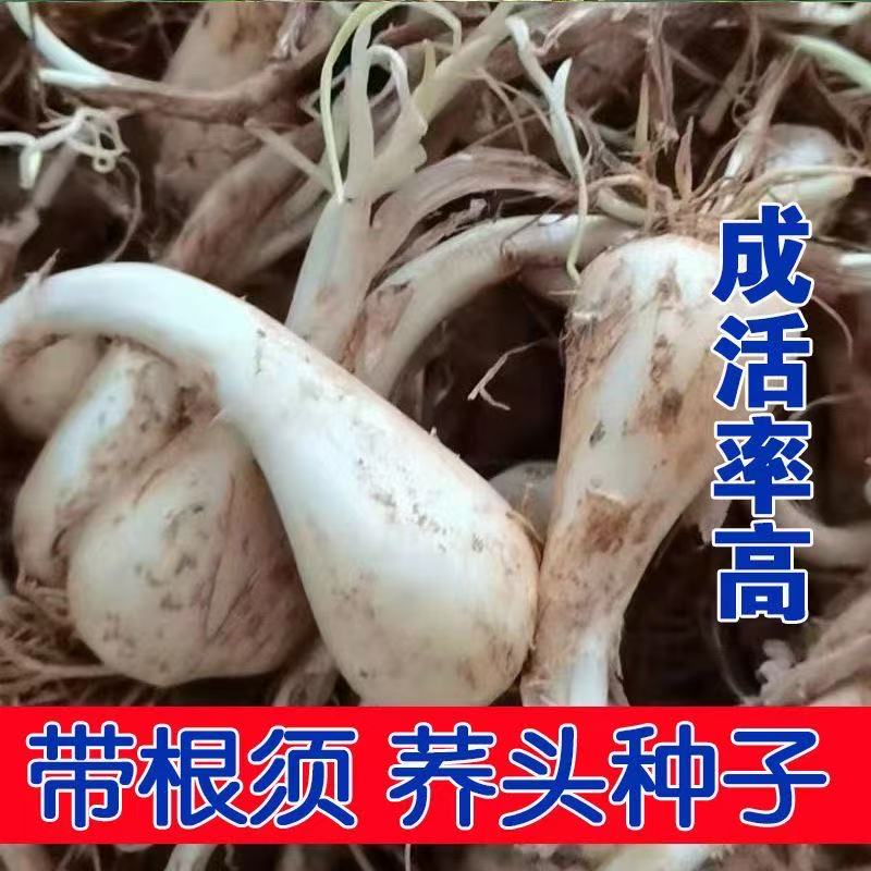 本地藠头荞头种子农家自种新鲜现挖带根茭头种苗可食用又可以栽种