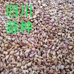 四川彭州大蒜红根蒜苗蒜苔青苗硬叶蒜寒蒜白帽蒜苔种子8月种,